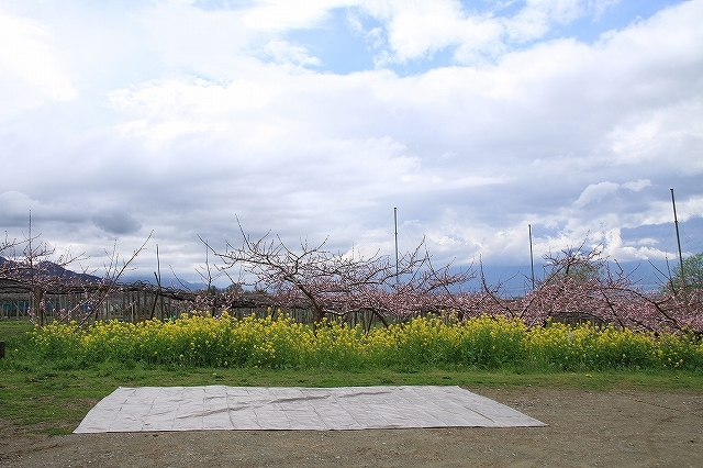 お花見の景観に最適な茶色(ダークブラウン)のビニールシートは景観シート